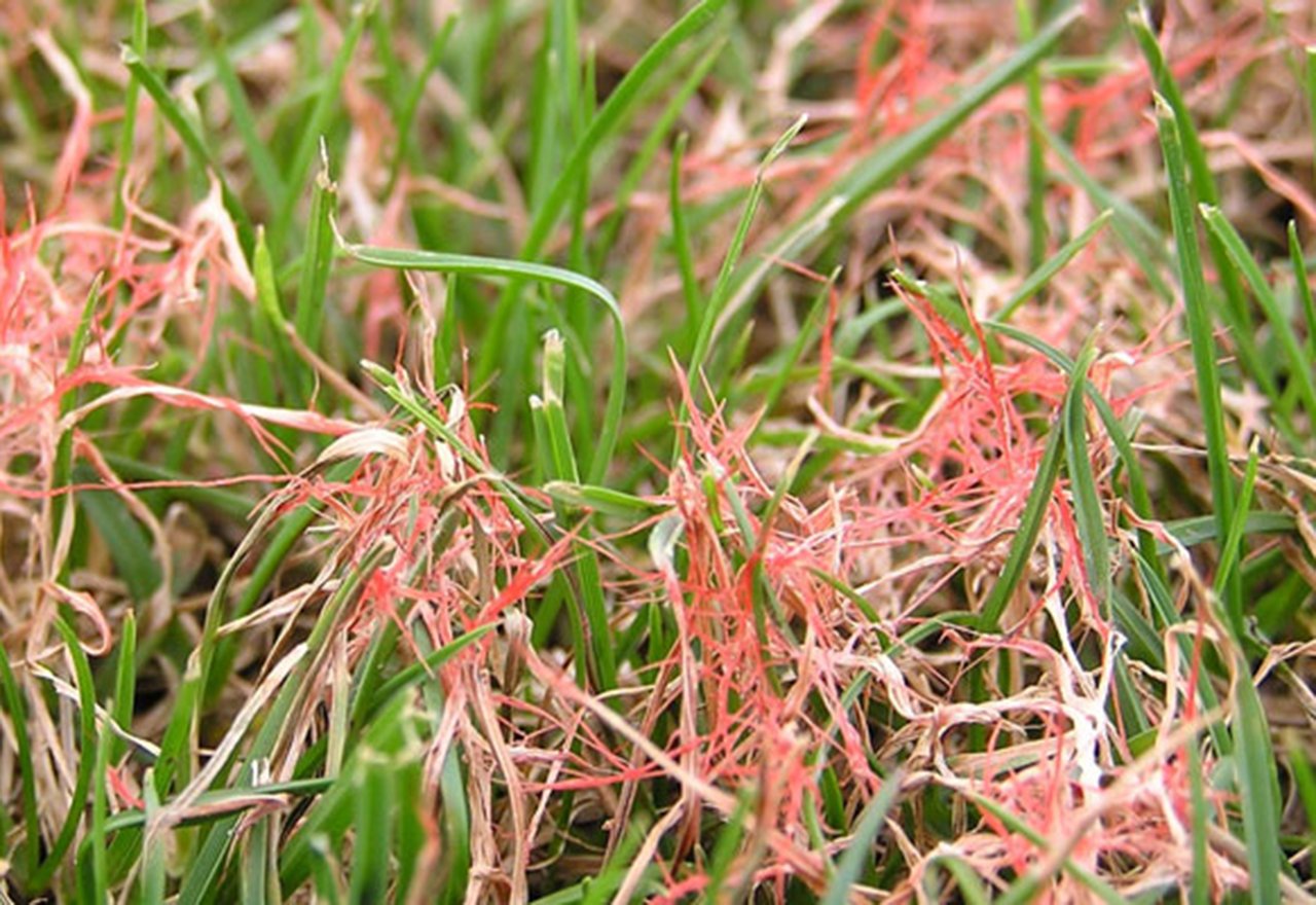 Red thread store grass